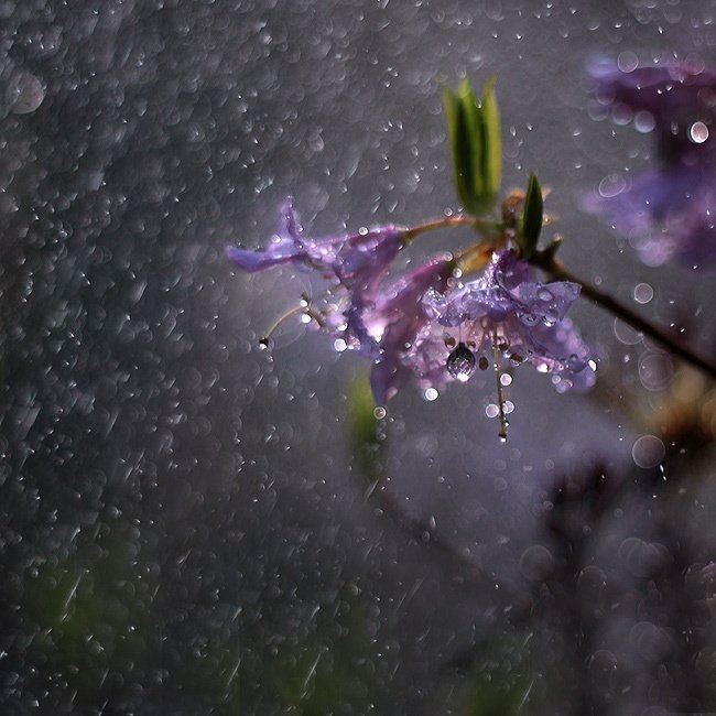 Czarodziejskie dzwoneczki