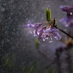 Czarodziejskie dzwoneczki