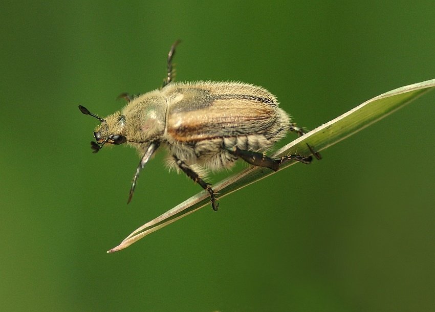 Poranna Gimnastyka...