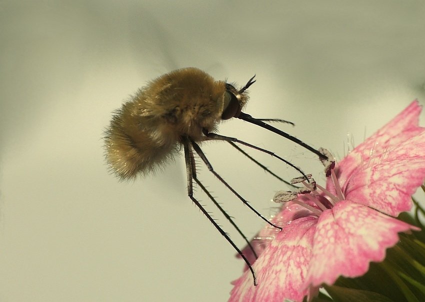 Prawie jak koliber...