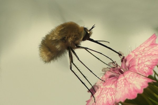 Prawie jak koliber...