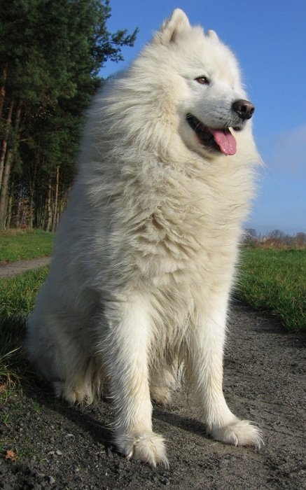 samojed_nemo