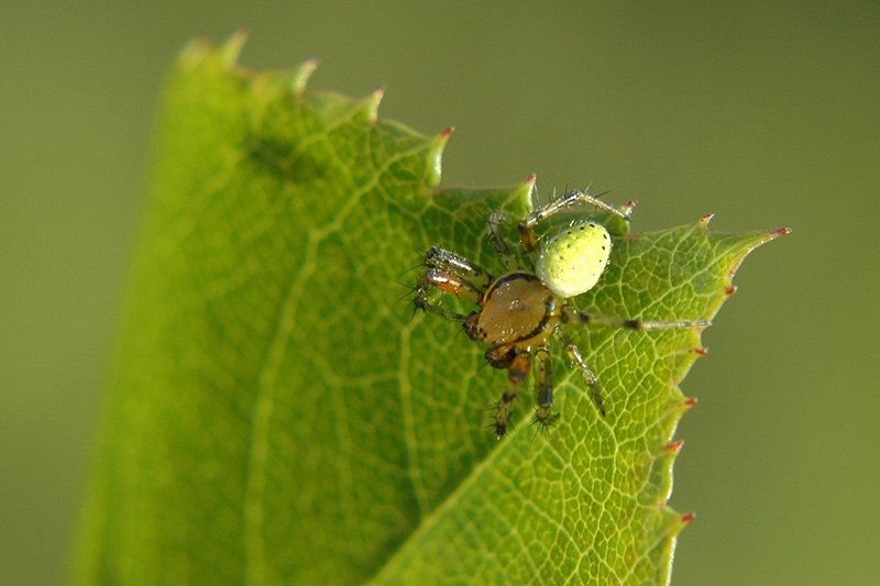 pająk - odsłona druga