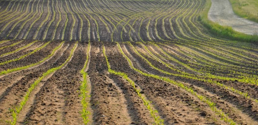 Uczesane pole ..kukurydzy