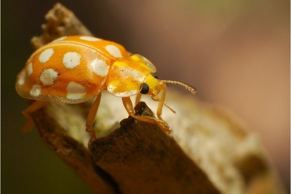 Halyzia sedecimguttata