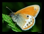 motyl 2