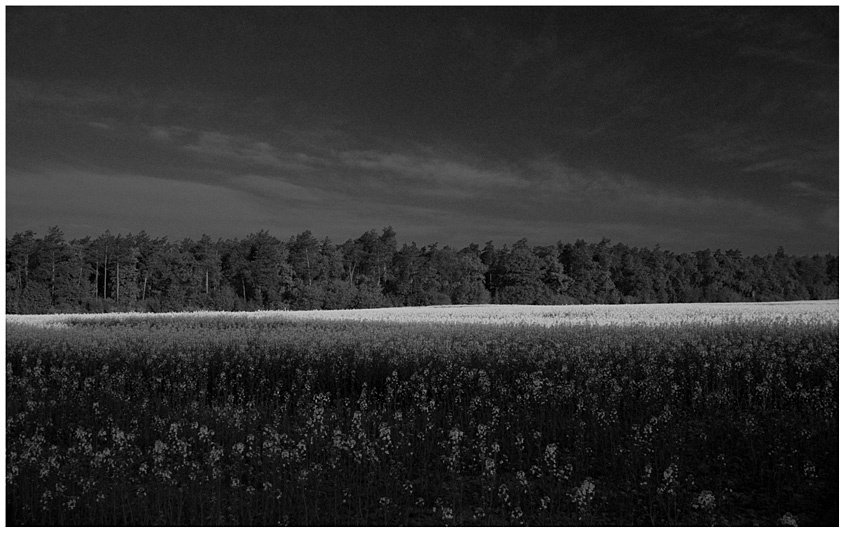 Rzepak w dwóch kolorach ...