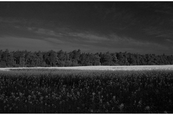 Rzepak w dwóch kolorach ...