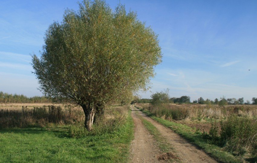 Piękno wiosny - polecam.
