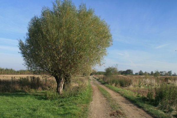 Piękno wiosny - polecam.
