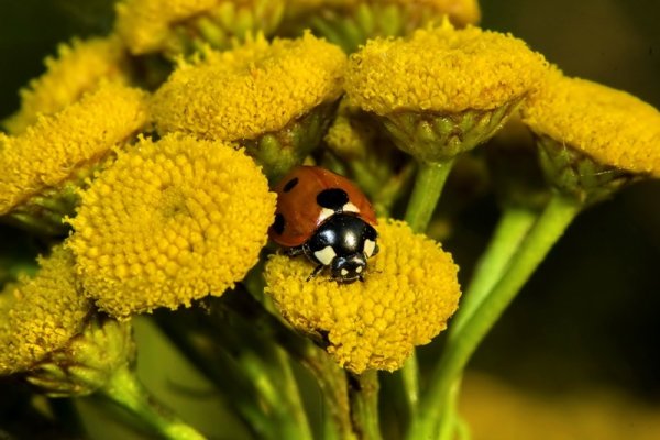 biedronka w kwiatach