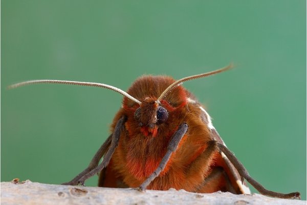 Niedźwiedziówka nożówka