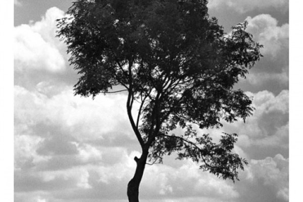 ROZTOCZE PÓŁNOCNE. STRAŻNIK