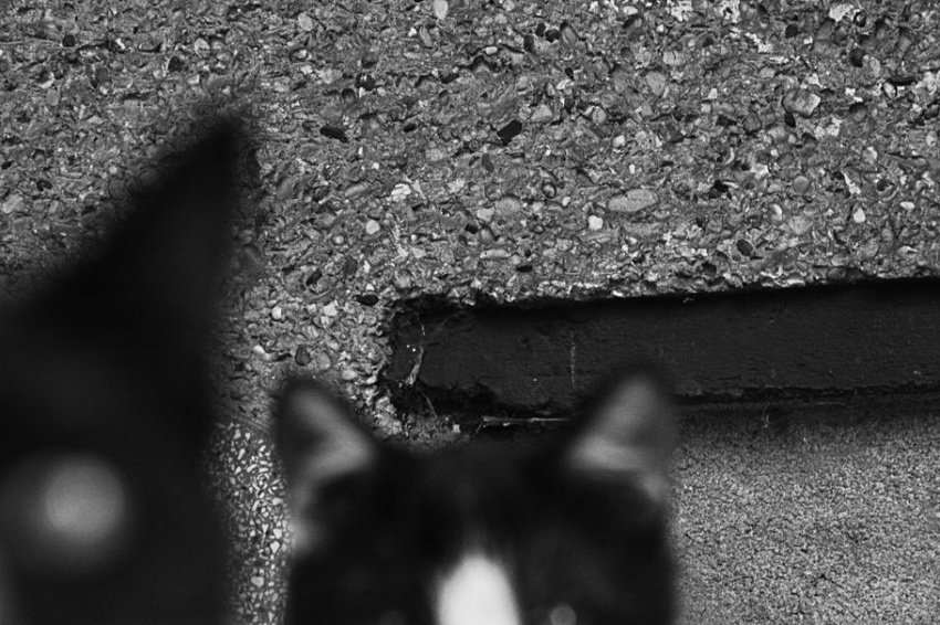 Oni są wśród nas...