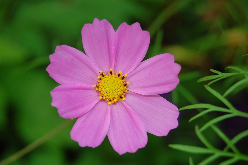 klasycznie... nie lubię różu:P