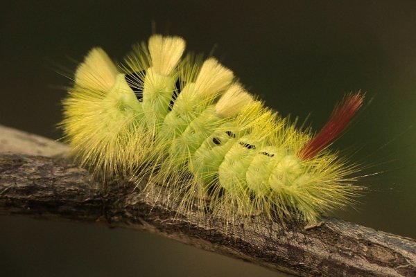 Szczotecznica Szarawka...