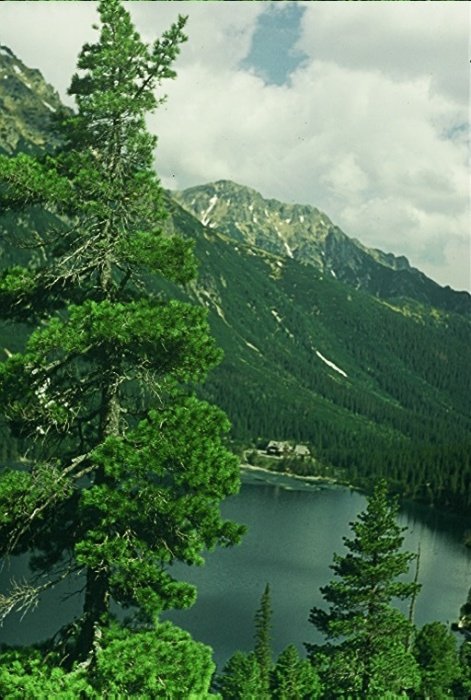 Wiosna w Tatrach -97