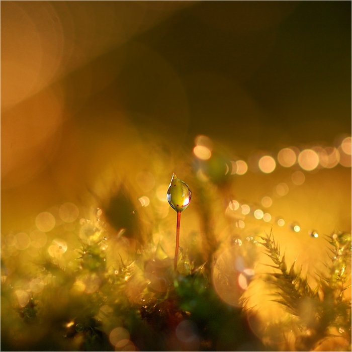 Nikonowski żółty:)