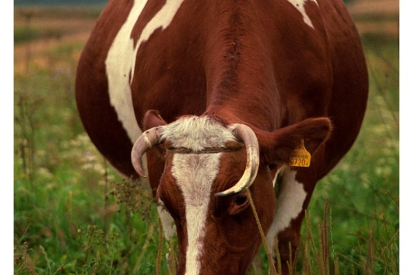 Modelka: Paula. Wizaż: Natura Sama z Japonii