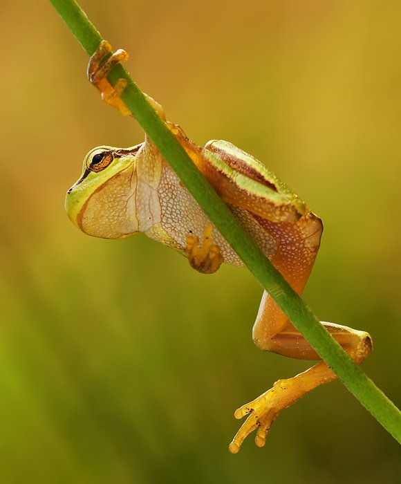 rzekotkowy  yamakasi