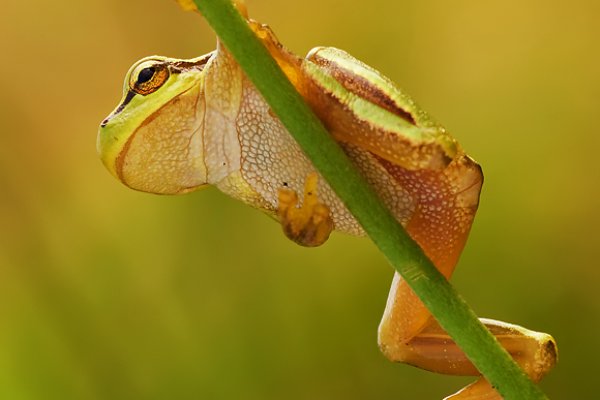 rzekotkowy  yamakasi