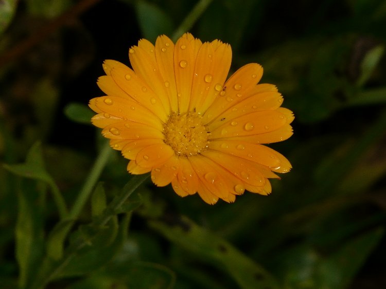 male, żółte z kropelkami :)