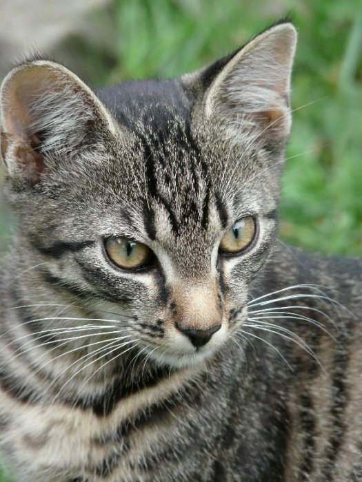 Czester po raz pierwszy