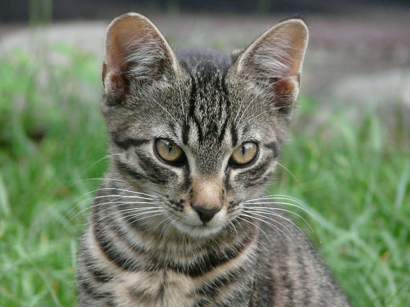 Czester po raz drugi