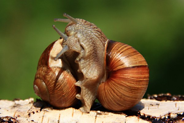 W miłosnym uścisku