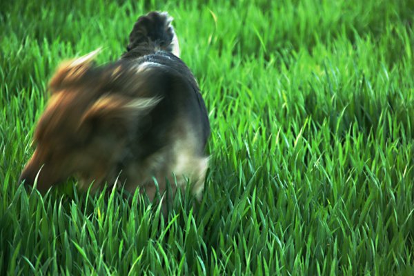 Intruzzzz we mnieee!!! -trawa