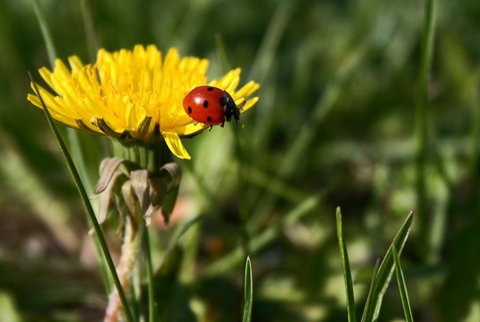 Biedroneczki sa w kropeczki...