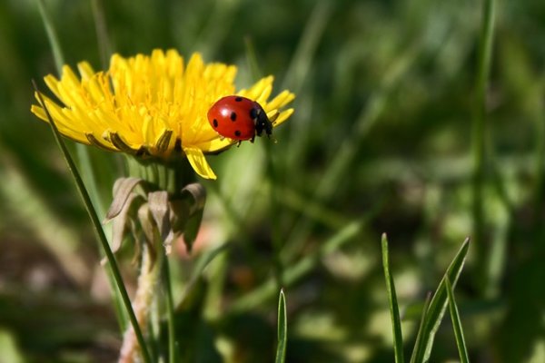 Biedroneczki sa w kropeczki...