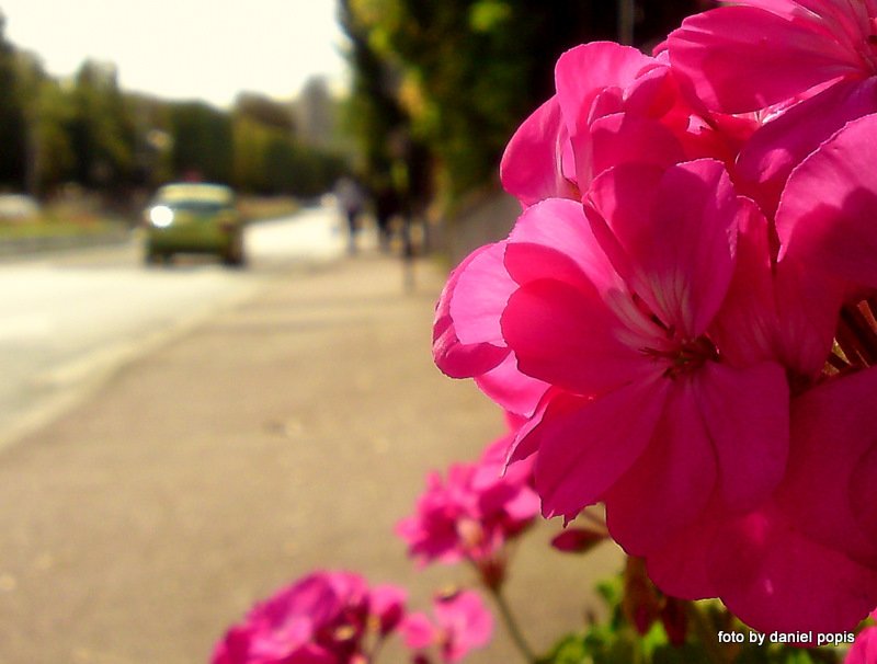 Kwiaty z Saint Cloud