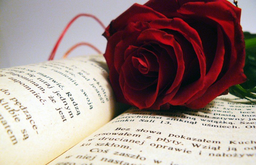 Czerwona róża na książce