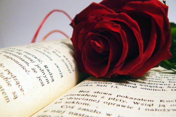 Czerwona róża na książce
