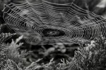 spidersweb
