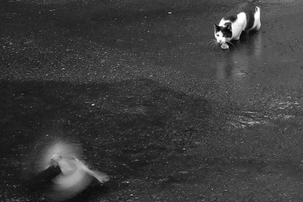 O jeden krok za daleko