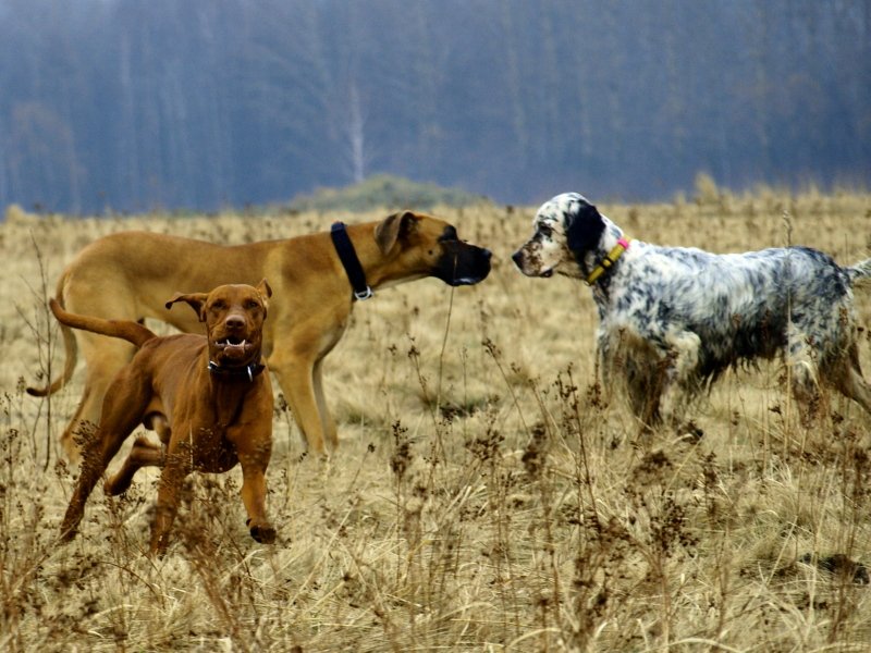 mamooo... wujek znowu bić sie będzie....