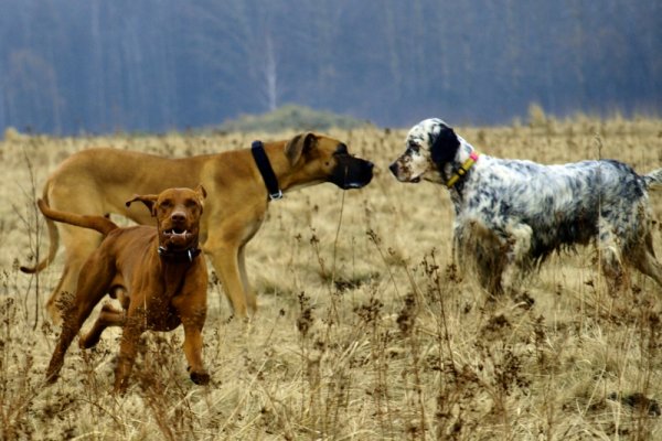 mamooo... wujek znowu bić sie będzie....