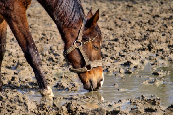 świeża woda zdrowia doda