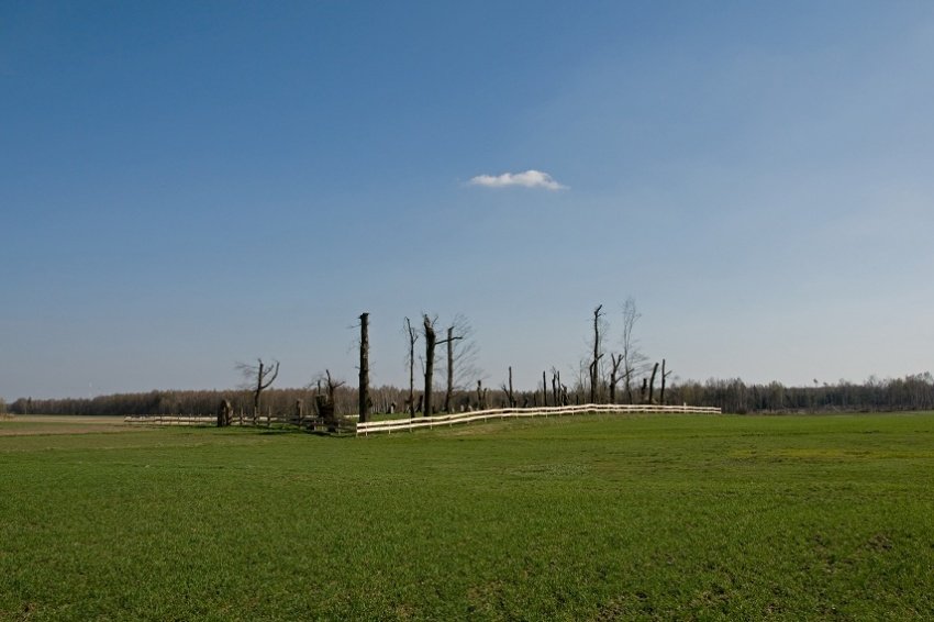 Cmentarz żydowski 1