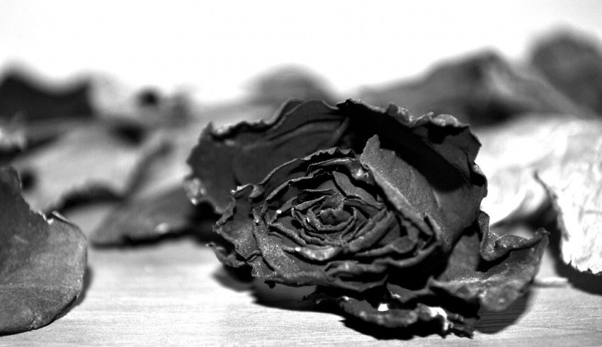 Martwa róża...