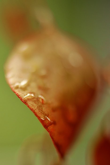 Liść o smaku papryki