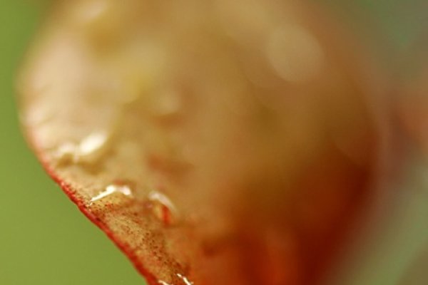 Liść o smaku papryki