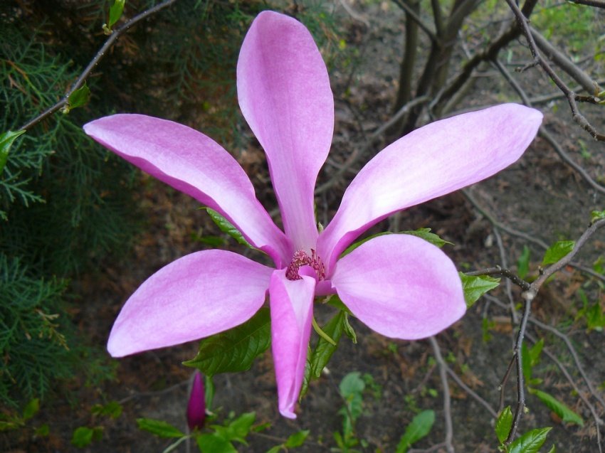 MAGNOLIA