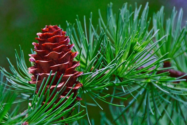 modrzewiowa piękność