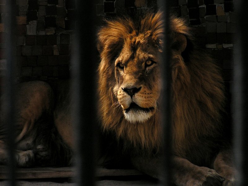 Szef  wszystkich szefów