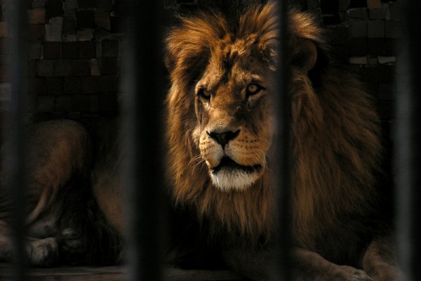 Szef  wszystkich szefów