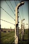 Birkenau